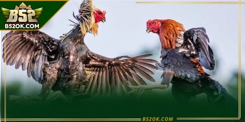 Hình ảnh minh họa bảng kèo và thông tin đá gà B52