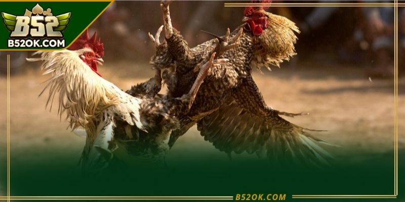 Hình ảnh minh họa trải nghiệm người dùng trên nền tảng