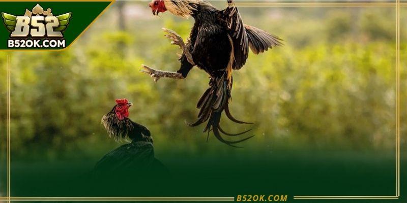 Theo dõi diễn biến đá gà campuchia để nắm bắt thế trận