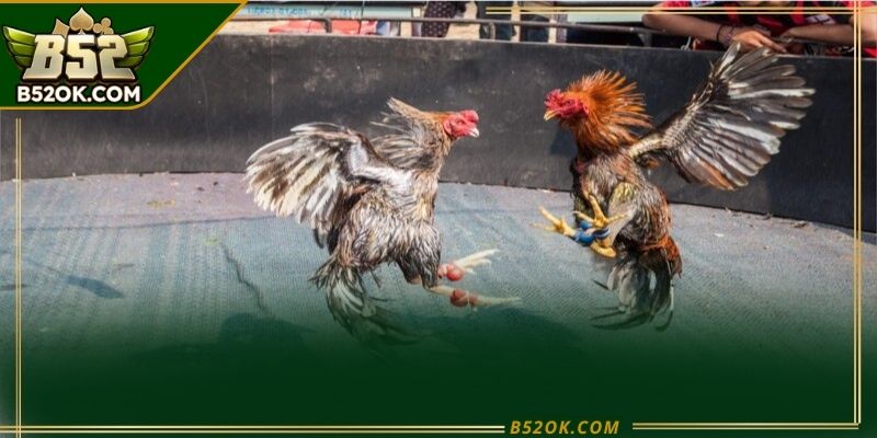 Theo dõi diễn biến trận đá gà cựa dao để nắm thế trận