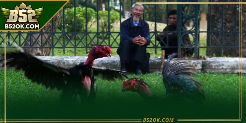 Đá gà trực tiếp