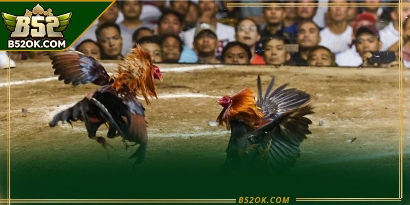 Nhiều trường gà tổ chức đá gà trực tiếp với luật rõ ràng