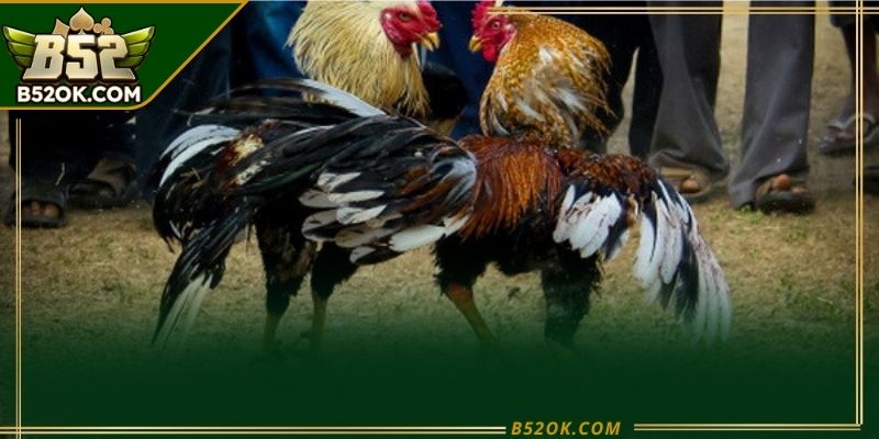 Theo dõi diễn biến trận đá gà trực tiếp để nắm thế trận
