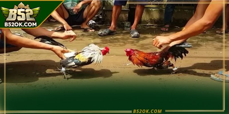 Hình ảnh trường gà phát sóng trực tiếp với góc quay rõ nét